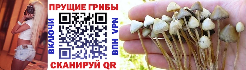Псилоцибиновые грибы прущие грибы Себеж